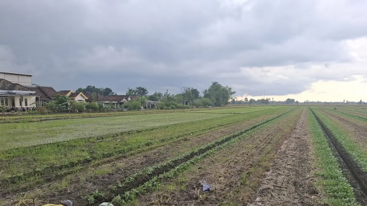 DIRAWAT: Petani di Desa Watudakon, Kecamatan Kesamben merawat tanaman semangka.