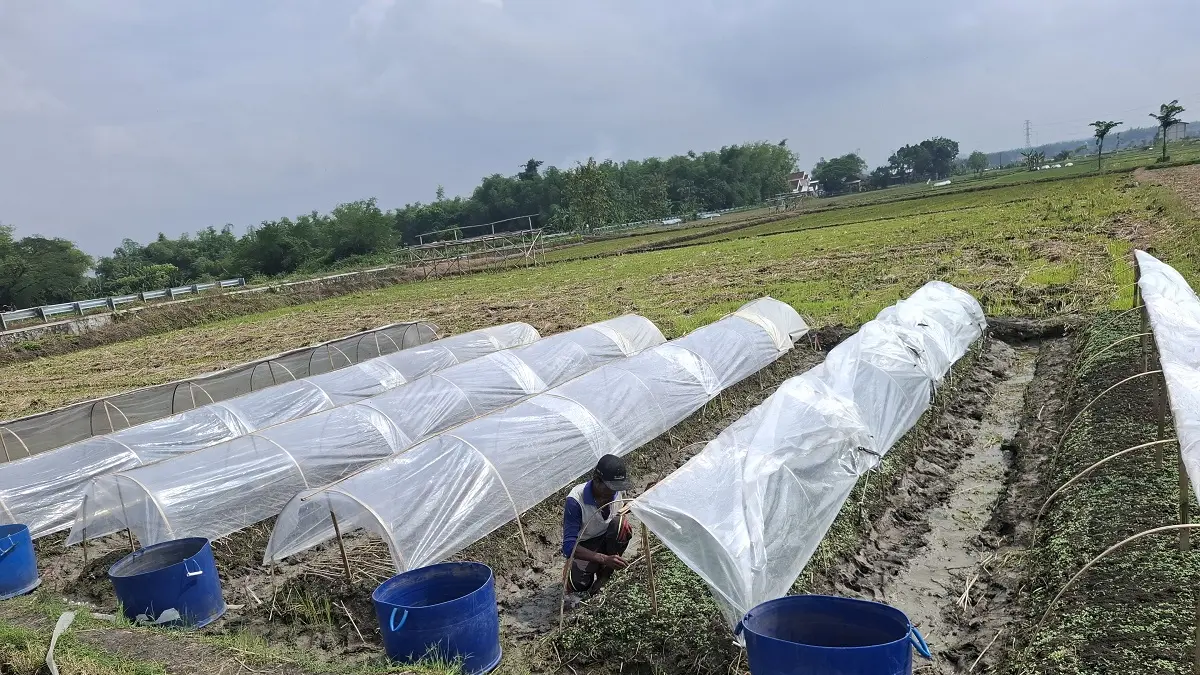 petani tembakau saat menyiapkan lahan