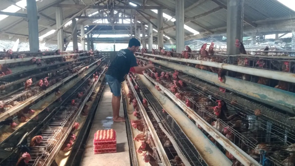 MEROSOT: Harga telur ayam turun membuat peternak merugi