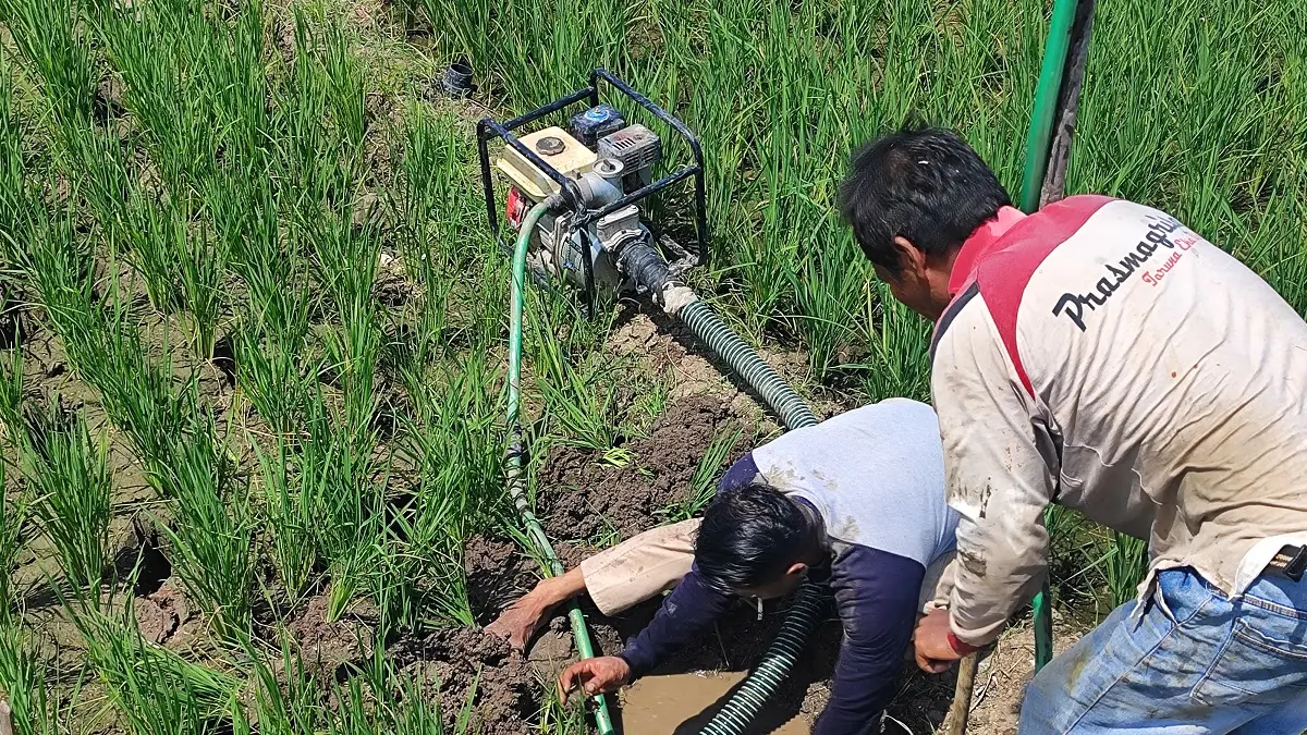 Pekerja menggali tanah di sawah Desa Jatimlerek, Kecamatan Plandaan untuk kebutuhan irigasi sawah karena dam karet jebol dan air tak bisa naik ke saluran irigasi
