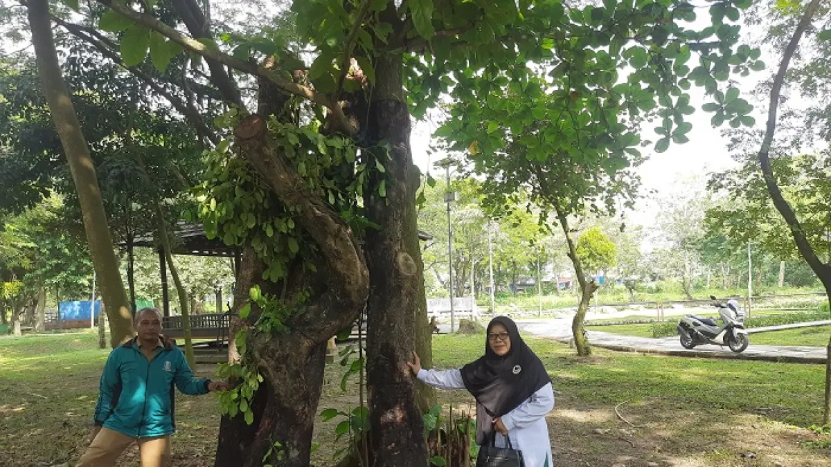 PEDULI: Kepala MIN 1 Jombang Luluk Wahyu Ningsih, meninjau empat pohon juwet yang kini dikarantina di Taman kebon Ratu, Selasa (19/5).