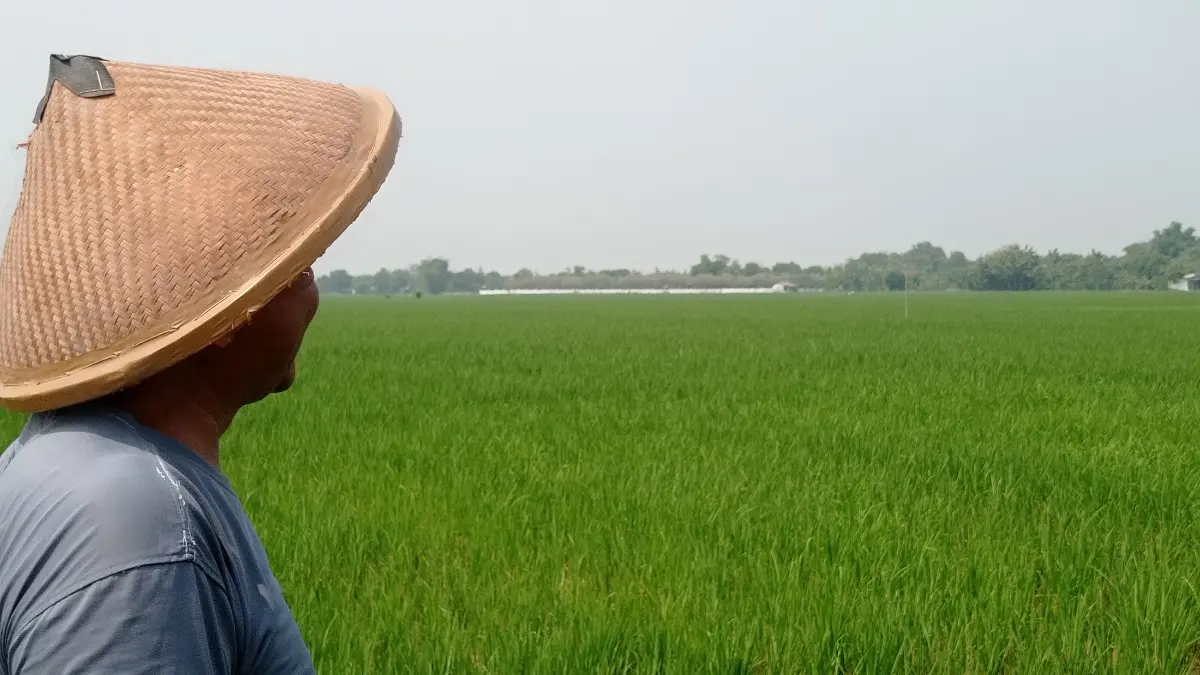 BELUM NORMAL: Petani di Desa Jatimlerek, Kecamatan Plandaan mengairi sawahnya.
