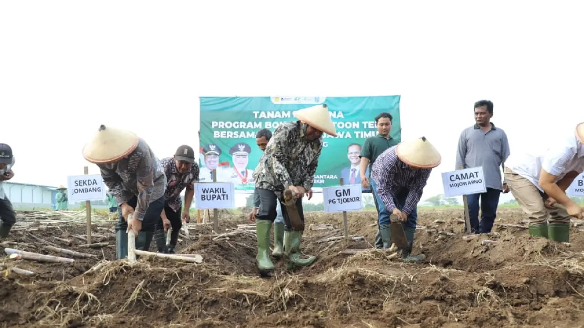 KOMPAK: Dari kiri, Sekdakab Jombang Agus Purnomo, Wabup Jombang Salmanudin, GM PT SGN PG Tjoekir Abdul Azis Purmali Camat Mojowarno M Ronny Afriandie menanam tebu di Desa Catakgayam, Kecamatan Mojowarno, Sabtu (23/5).