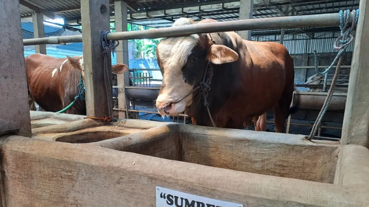 Seekor sapi berukuran jumbo asal Dusun Pilang, Desa Tanggungan, Kecamatan Gudo, Kabupaten Jombang, terpilih menjadi hewan kurban Presiden Prabowo Subianto pada Hari Raya Idul Adha tahun ini