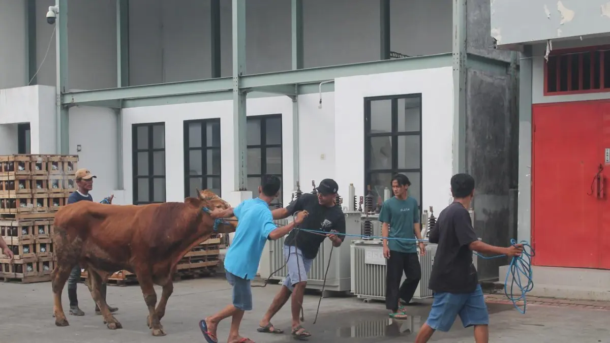 Proses penyembelihan sapi kurban di PLN UP3 Mojokerto
