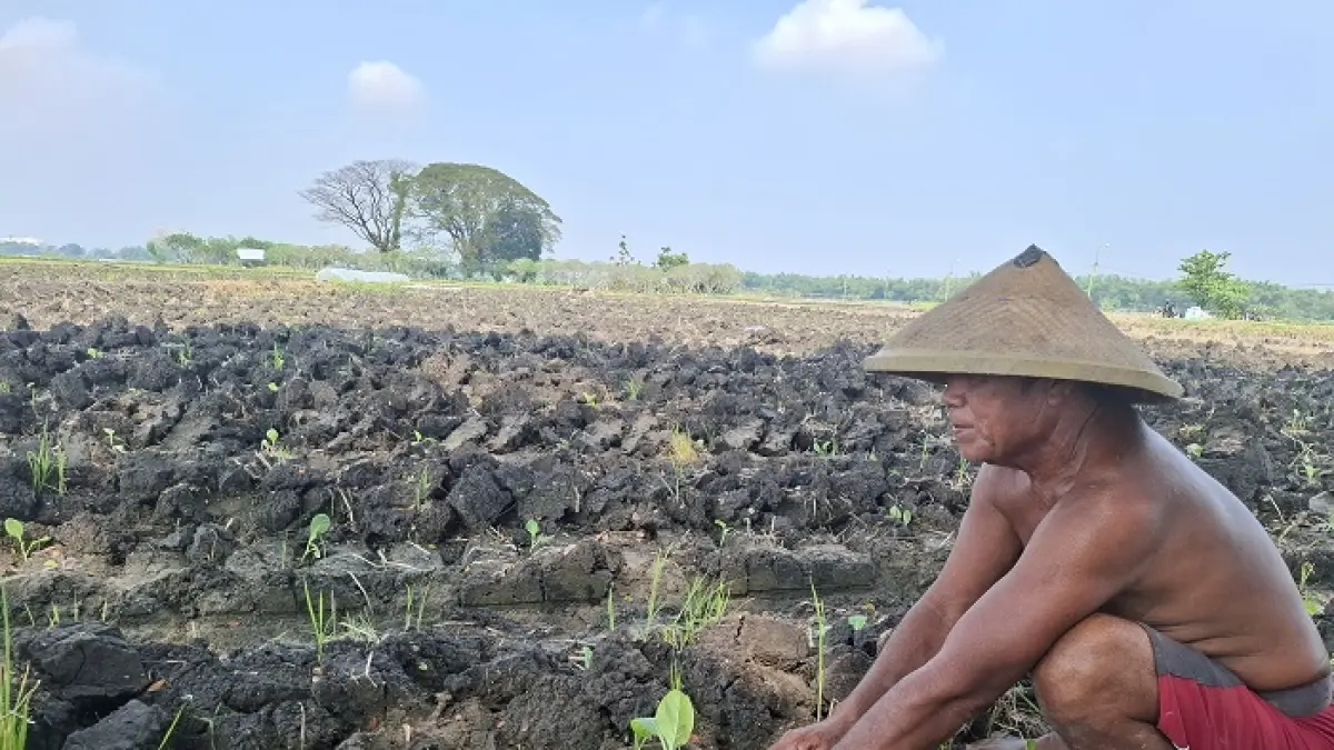 - Tanam tembakau di wilayah utara Sungai Brantas Kabupaten Jombang kembali mundur tahun ini. 