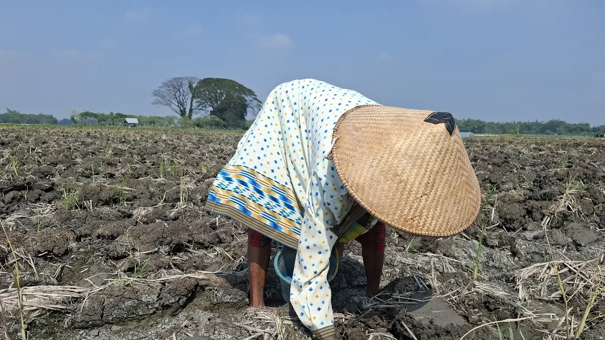 Tanam tembakau di wilayah utara Sungai Brantas Kabupaten Jombang kembali mundur tahun ini. 