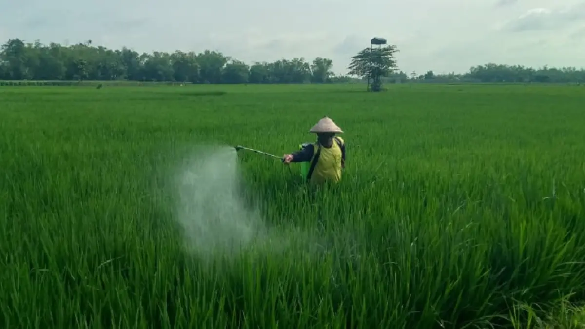 RATA: Petani di Kecamatan Plandaan menyemprot tanaman padi menggunakan obat cair, (30/1).