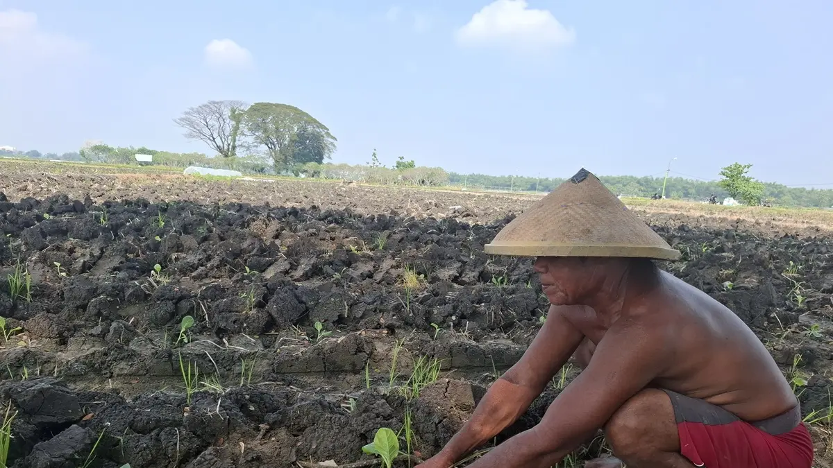 TELATEN: Petani menanam tembakau di Desa Jatibanjar, Kecamatan Ploso, (3/6).