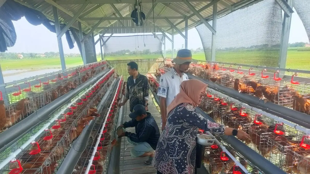 UNIT USAHA BUMDES: Kepala Desa Plosogenuk Purnami (depan paling kiri) didampingi Sulton Hidayat Direktur BUMDes Karya Mulur, Amnan Kepala Unit Ketahanan Pangan dan Fathul Hadi Kaur Perencanaan Desa Plosogenuk saat memberi makan ayam petelur.