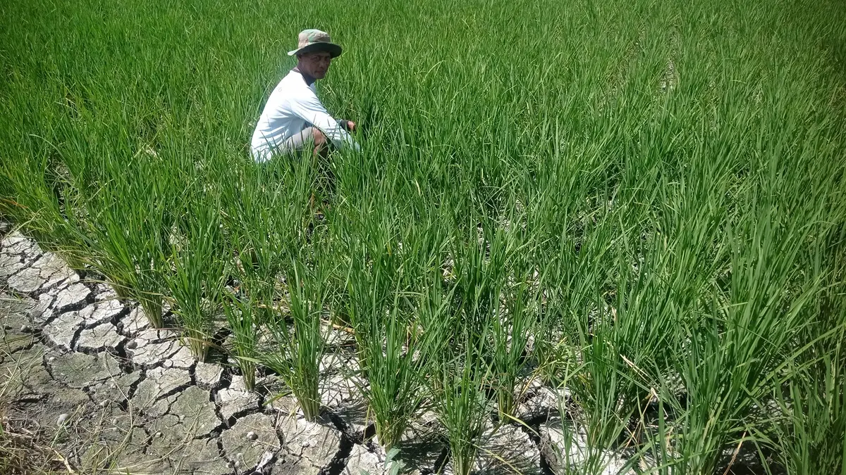 KEKURANGAN AIR: Sawah milik petani di Dusun Tambakrejo, Desa Karangmojo, Kecamatan Plandaan mulai merekah.