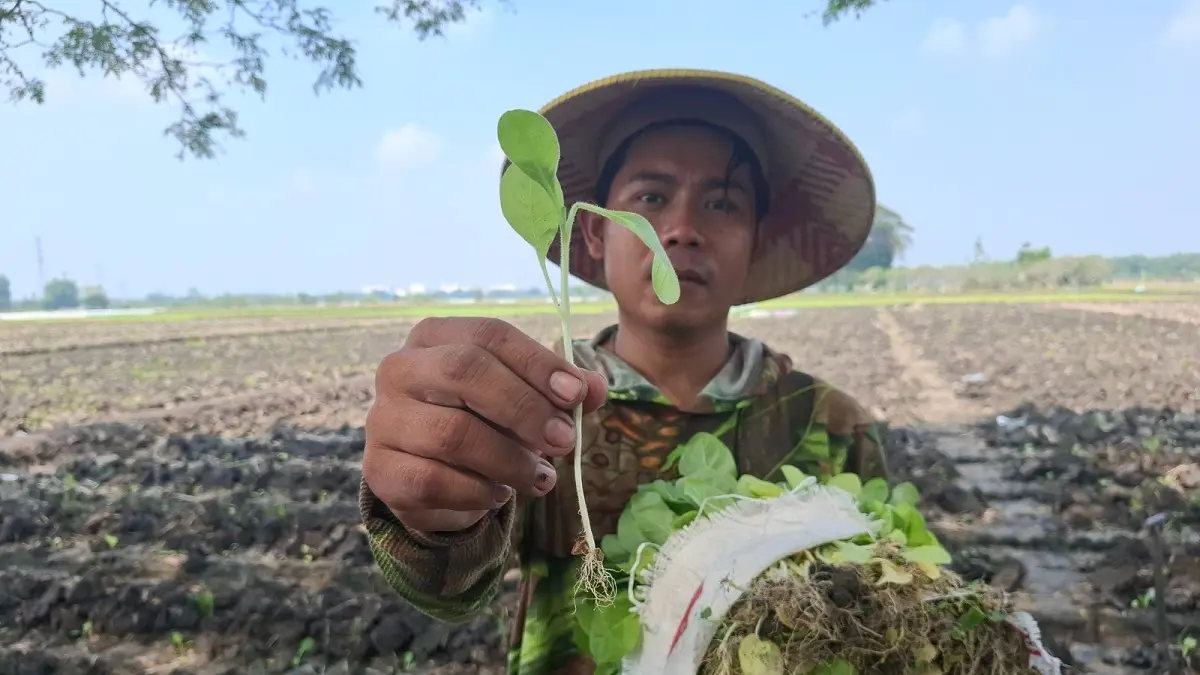 TELATEN: Petani menanam tembakau di Desa Jatibanjar, Kecamatan Ploso, (3/6).
