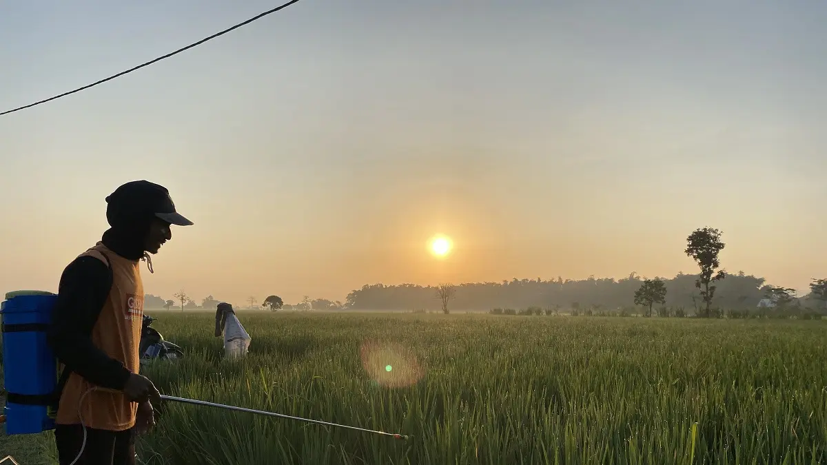 ANTISIPASI: Petani di di Dusun Juning, Desa Mojoduwur, Kecamatan Mojowarno menyemprot pestisida kemarin (14/6).