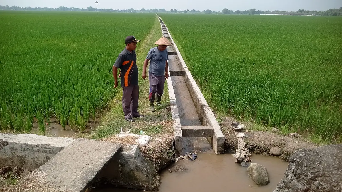 MENGALIR: Air irigasi kembali mengalir ke sawah petani di Kecamatan Plandaan meski belu merata.