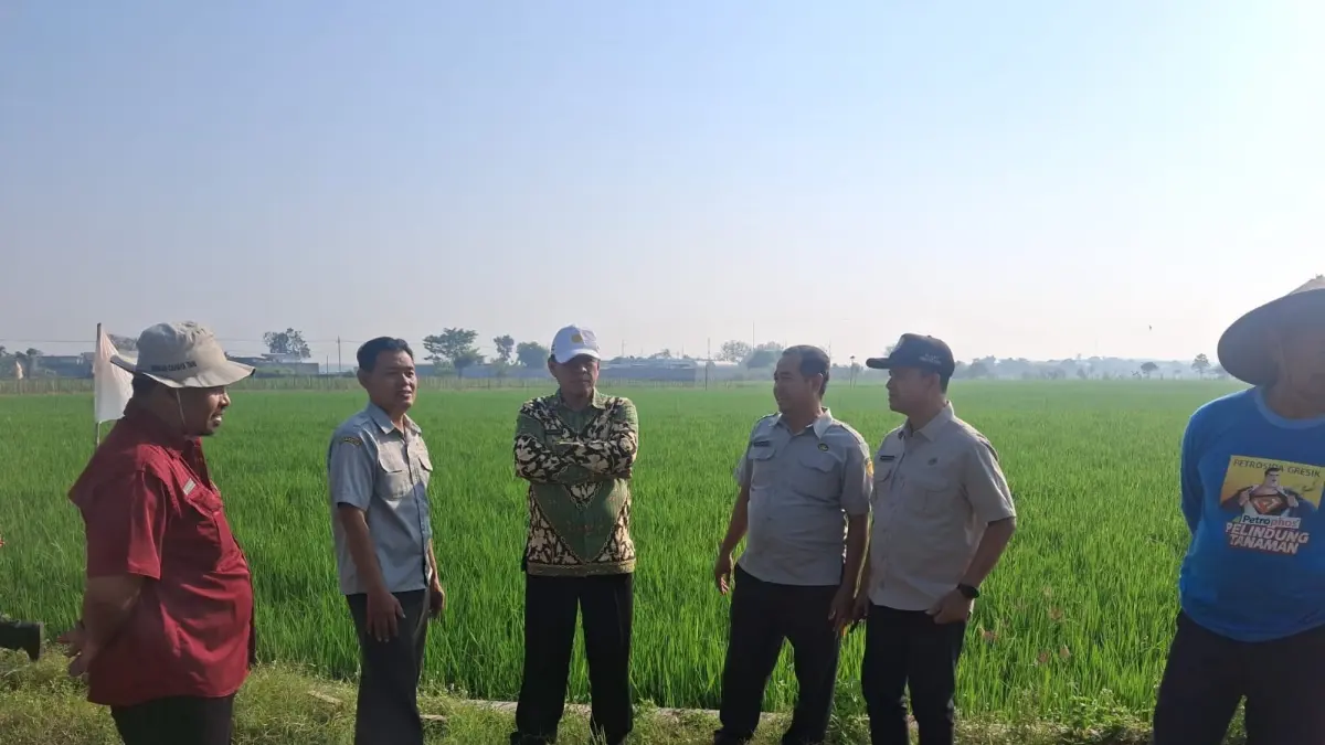 Pemantauan dan penanganan hama wereng di Mojowarno