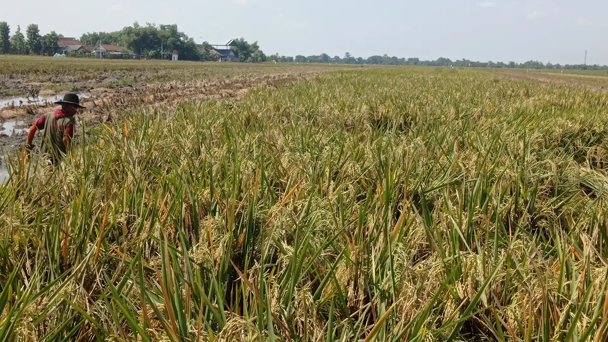 
DIPANEN: Petani di Desa Kedungmlati, Kecamatan Kesamben memanen padi menggunakan mesin combine harvester.
