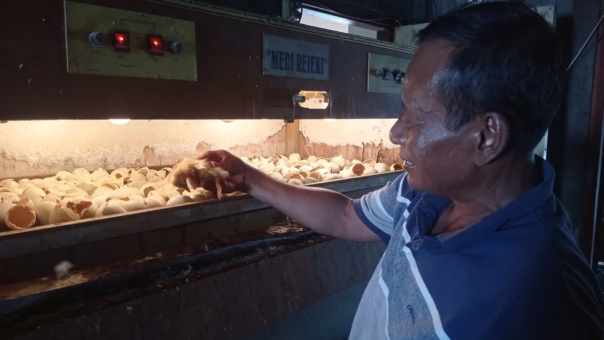 
PRODUKSI TURUN: Mujiono menunjukkan telur yang gagal menetas.
