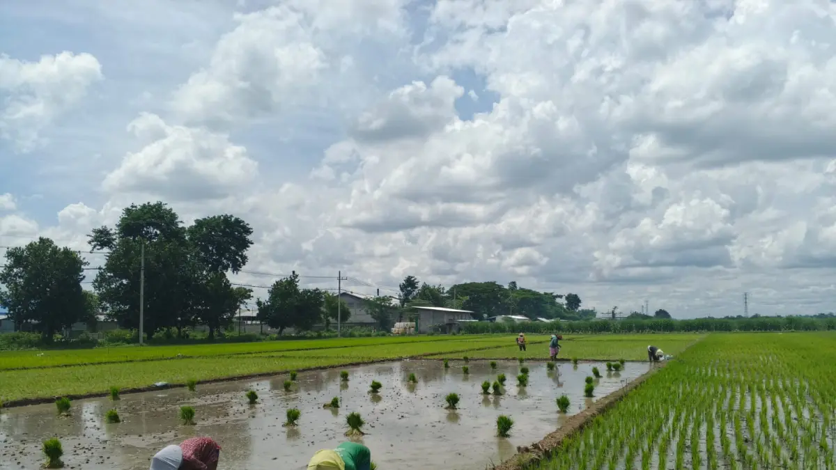 Ilustrasi asuransi petani