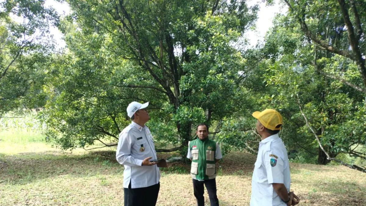 
PANTAU KEBUN: Kepala Disperta Jombang M Rony saat memantau kebun cengkeh di Wonosalam.
