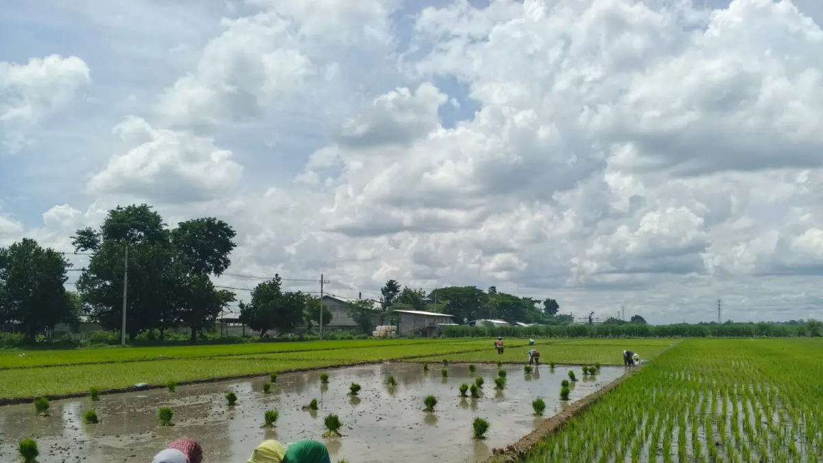 Pemerintah Kabupaten Jombang memperkuat perlindungan bagi petani dengan menambah kuota Asuransi Usaha Tani Padi (AUTP). 