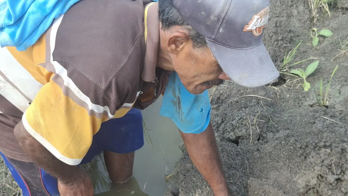 MERUGI: Petani tembakau di Dusun Sidokaton, Desa Sidokaton, Kecamatan Kudu menunjukkan tanaman yang mati Kamis (25/6) pagi. 