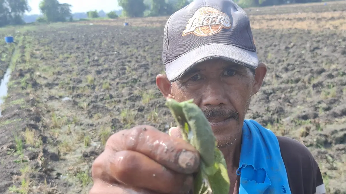 
MERUGI: Petani tembakau di Dusun Sidokaton, Desa Sidokaton, Kecamatan Kudu menunjukkan tanaman yang mati Kamis (25/6) pagi. 

