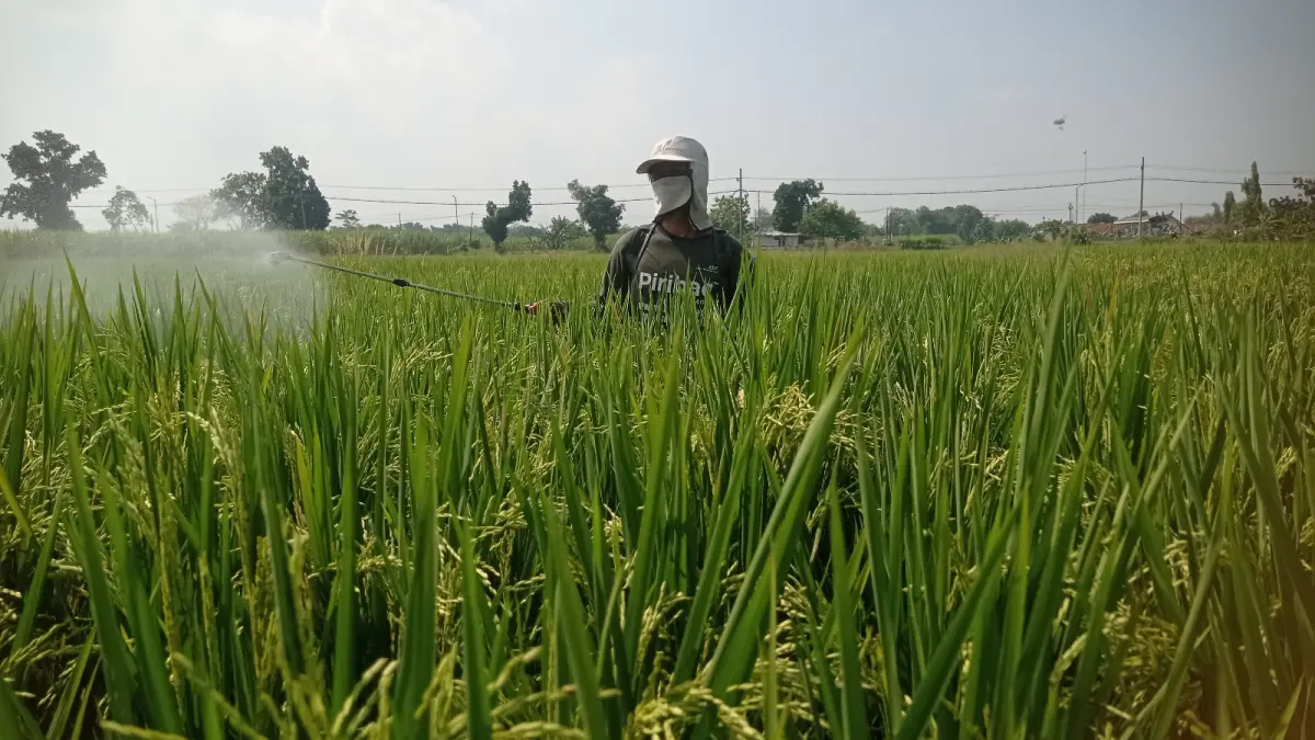 Petani di Desa Watugaluh, Kecamatan Diwek, M Eko, mulai menyemprot tanaman padinya meski belum ada serangan wereng. 