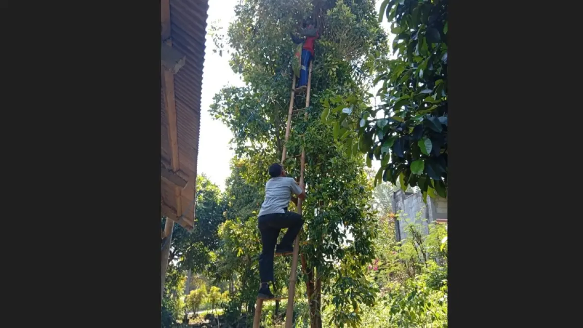 
PANEN: Buruh tani cengkeh memanen cengkeh di Desa Jarak Kecamatan Wonosalam, (24/6).
