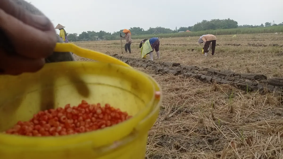 
BERALIH TANAM JAGUNG: Buruh tani menanam jagung di Desa Watudakon, Kecamatan Kesamben.
