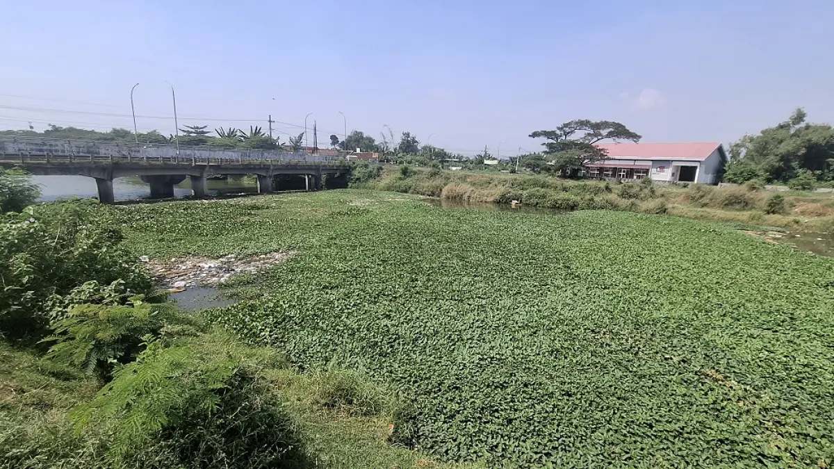 Kondisi tumpukan sampah dan eceng gondok hingga kangkung di Sungai Ngotok Ring Kanal Desa Madiopuro, Sumobito, Jombang