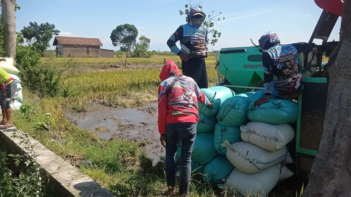 DIPANEN: Buruh tani memanen padi menggunakan mesin combine di Desa Jabon, Kecamatan Jombang.