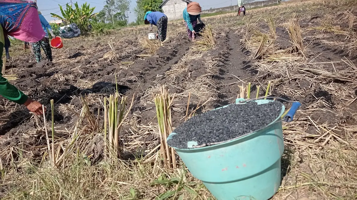 BERALIH TANAM: Usai panen padi, petani di Desa Keras, Kecamatan Diwek menanam jagung.

