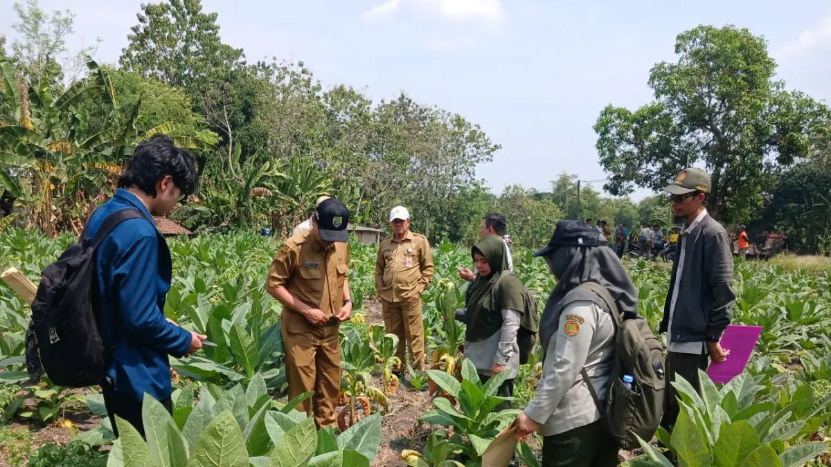 MASIF: Tanaman tembakau di Desa Tanjungwadung, Kecamatan Kabuh terlihat layu setelah terserang jamur.