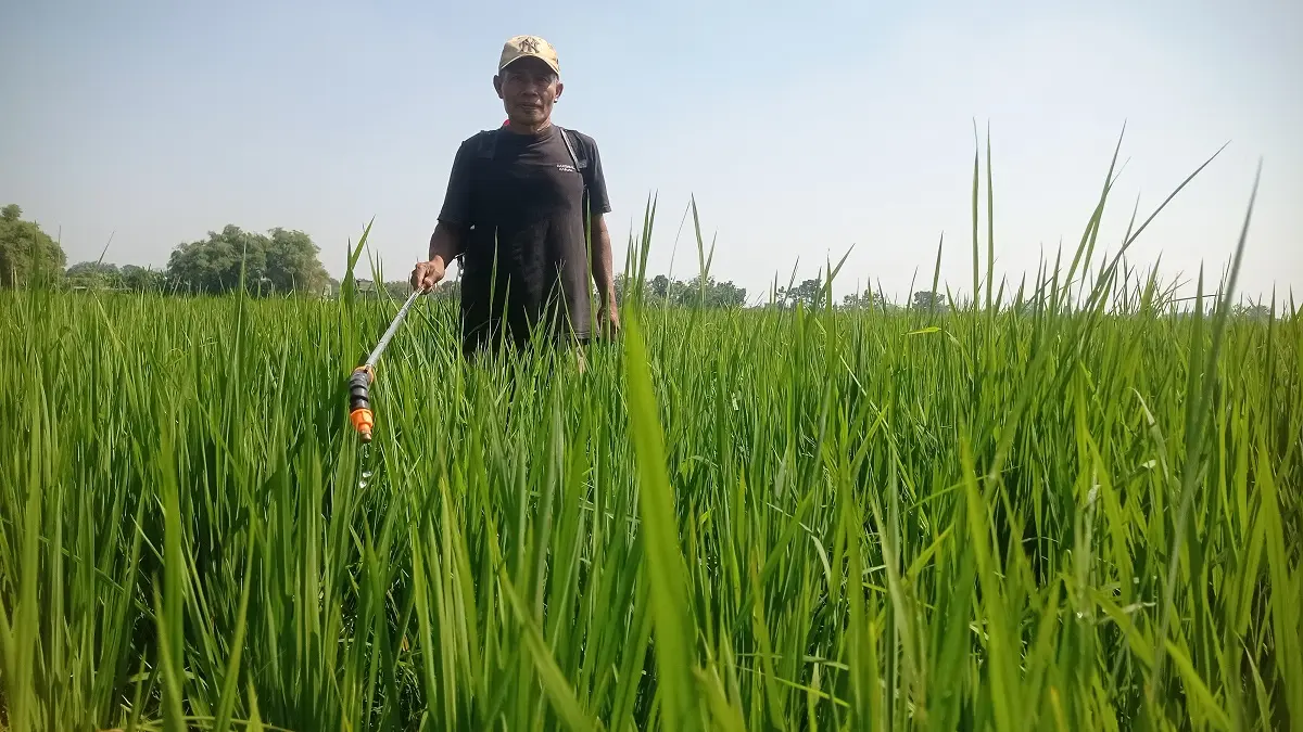 TELATEN: Petani di Desa Tinggar, Kecamatan Bandarkedungmulyo menyemprot obat pestisida untuk mencegah serangan hama wereng.
