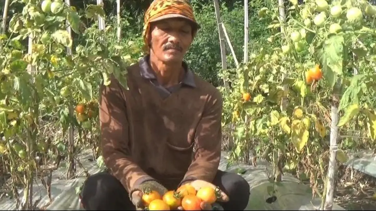 Khusnul Yakin, 44, petani asal Desa Pulorejo, Kecamatan Ngoro
