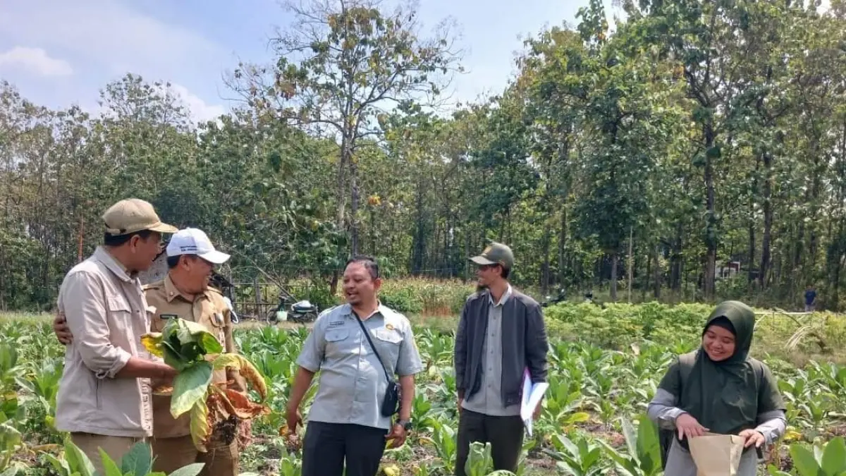 KOORDINASI: Kepala Desa Tanjungwadung Supono (paling kiri) mendampingi Kepala Disperta Kabupaten Jombang M Rony, tim SIANI BBPPTP Surabaya dan PPL BPP Kabuh meninjau kondisi tanaman tembakau di lahan Poktan Peyek, Desa Tanjungwadung, Senin (27/7).