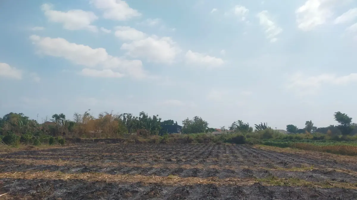 FOTO: AZMY ENDIYANA Z/JAWA POS RADAR JOMBANG
GOSONG: Bekas pembakaran lahan tebu masih terlihat di Desa Banyuarang, Kecamatan Ngoro, kemarin. 

