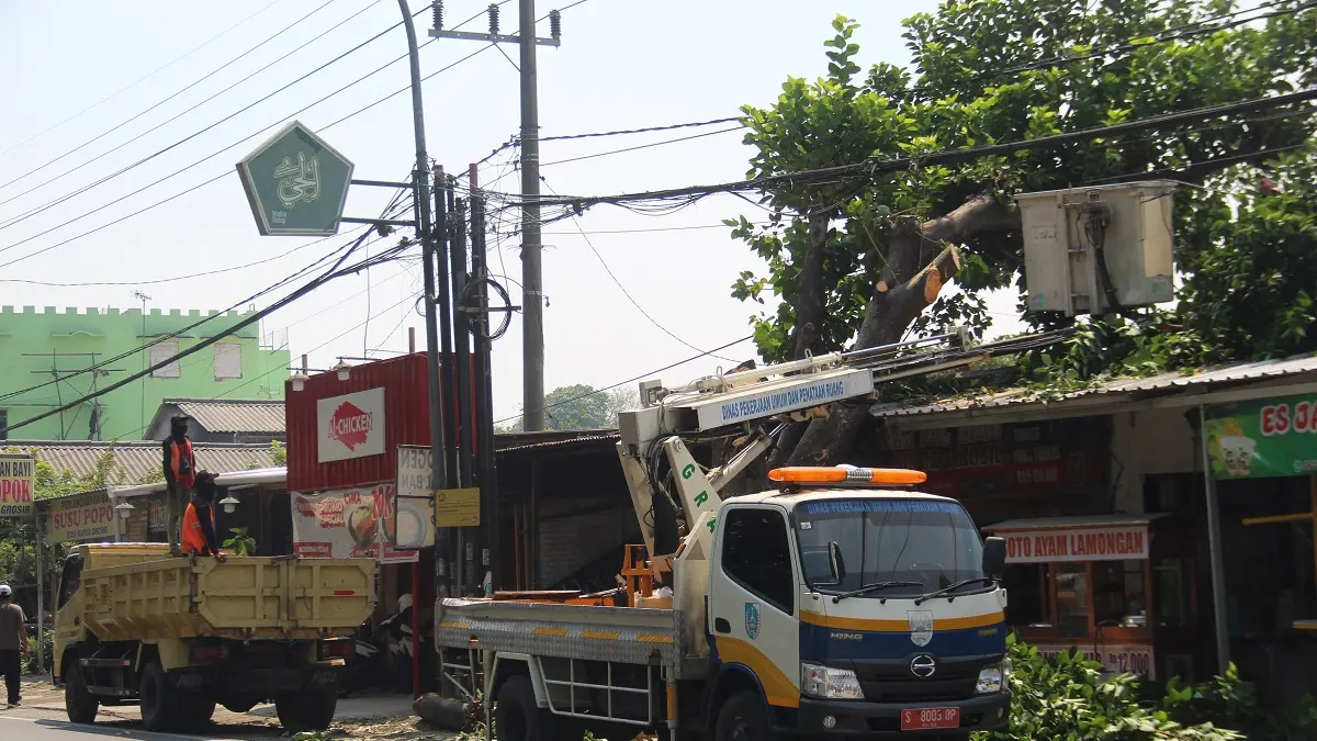 DITATA: Sejumlah petugas Dinas PUPR Jombang memangkas pohon di depan lapangan Untungsuropati Tambakberas, kemarin (12/8).

