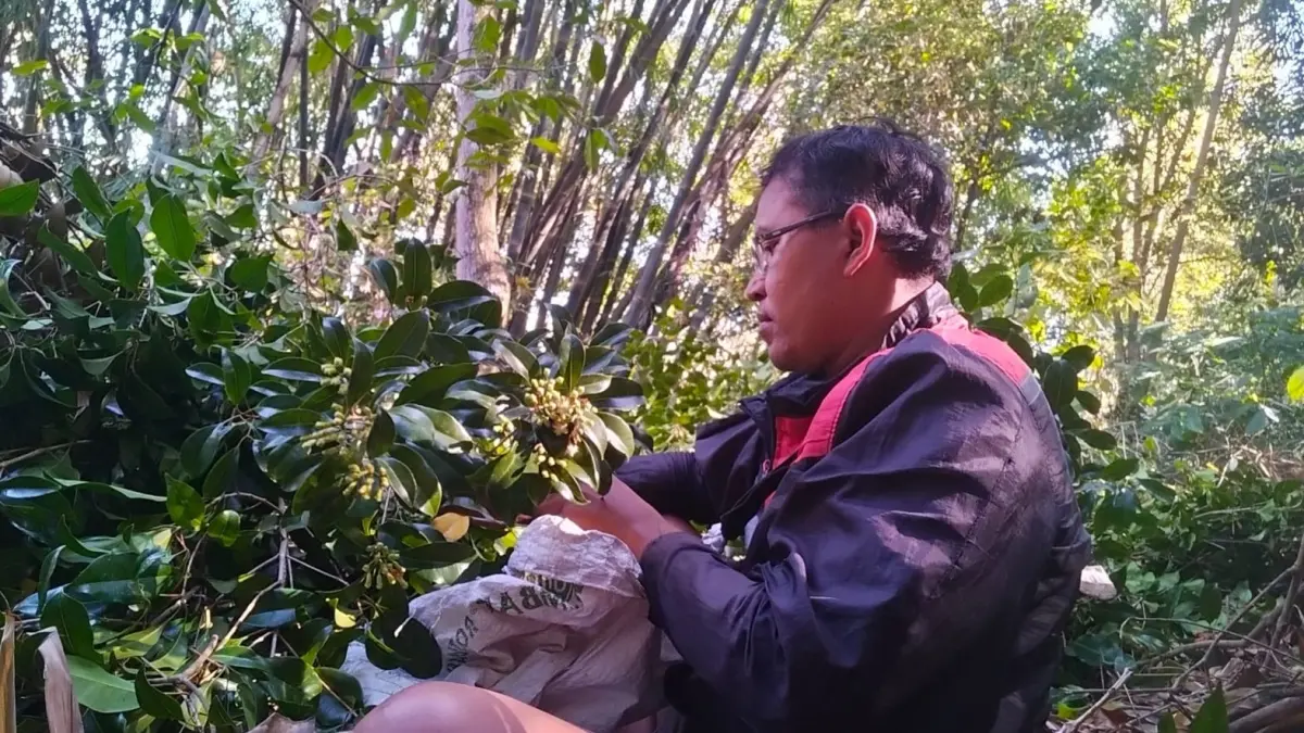 

DIPETIK: Endon Siswoyo, petani cengkeh asal Desa Galengdowo Kecamatan Wonosalam saat memetik cengkeh di kebunnya.

&nbsp;