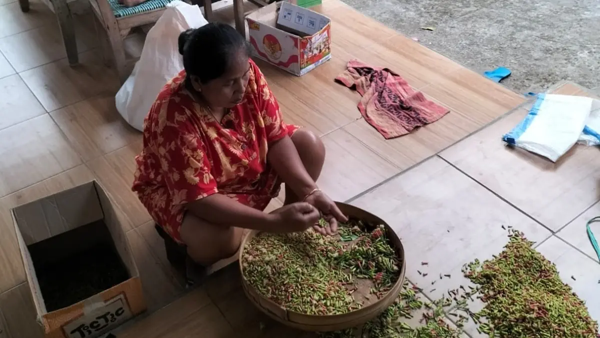 MUSIM PANEN: Sejumlah petani cengkeh asal Desa Galengdowo, Kecamatan Wonosalam, usai memetik cengkeh di kebunnya.