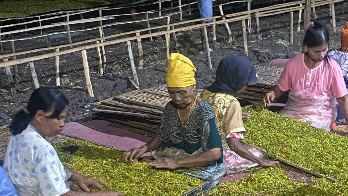 UNTUNG: Petani di Desa Kepuhrejo, Kecamatan Kudu saat merajang tembakau.