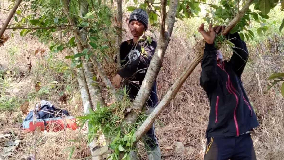 DIRAWAT: Zainuddin, 44 bersama anggota komunitasnya saat merawat pohon Iprik yang sudah tumbuh di area bukit Sintok Wonosalam, Agustus lalu.