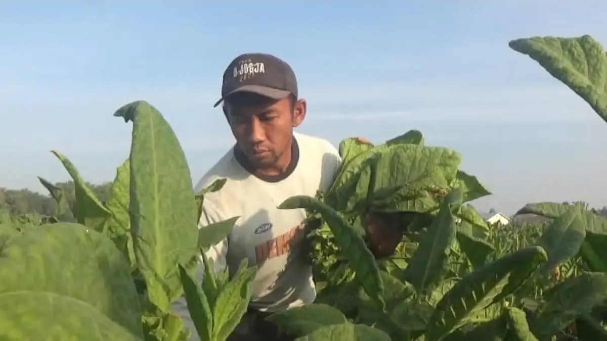Petani tembakau di utara brantas sedang melakukan panen, tahun ini tembakau sedang berharga tinggi tapi kuantitas produksinya jeblok