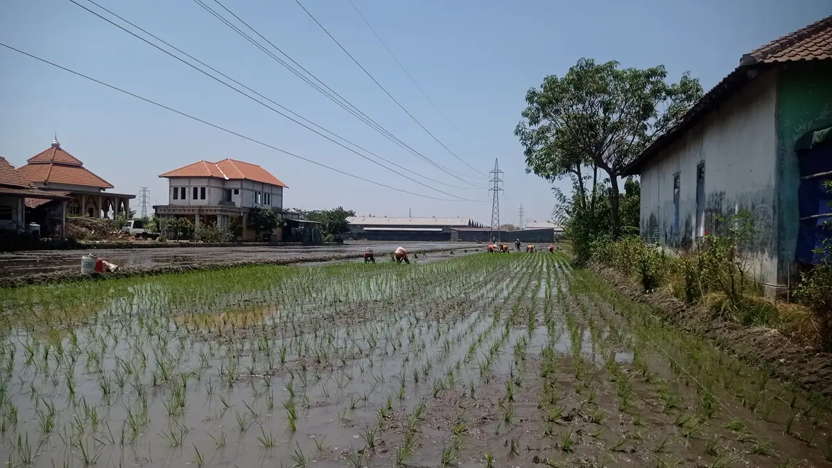 DITANAMI PADI: Lahan sawah di antara permukiman dan kawasan pabrik di Desa Tunggorono, Kecamatan Jombang.