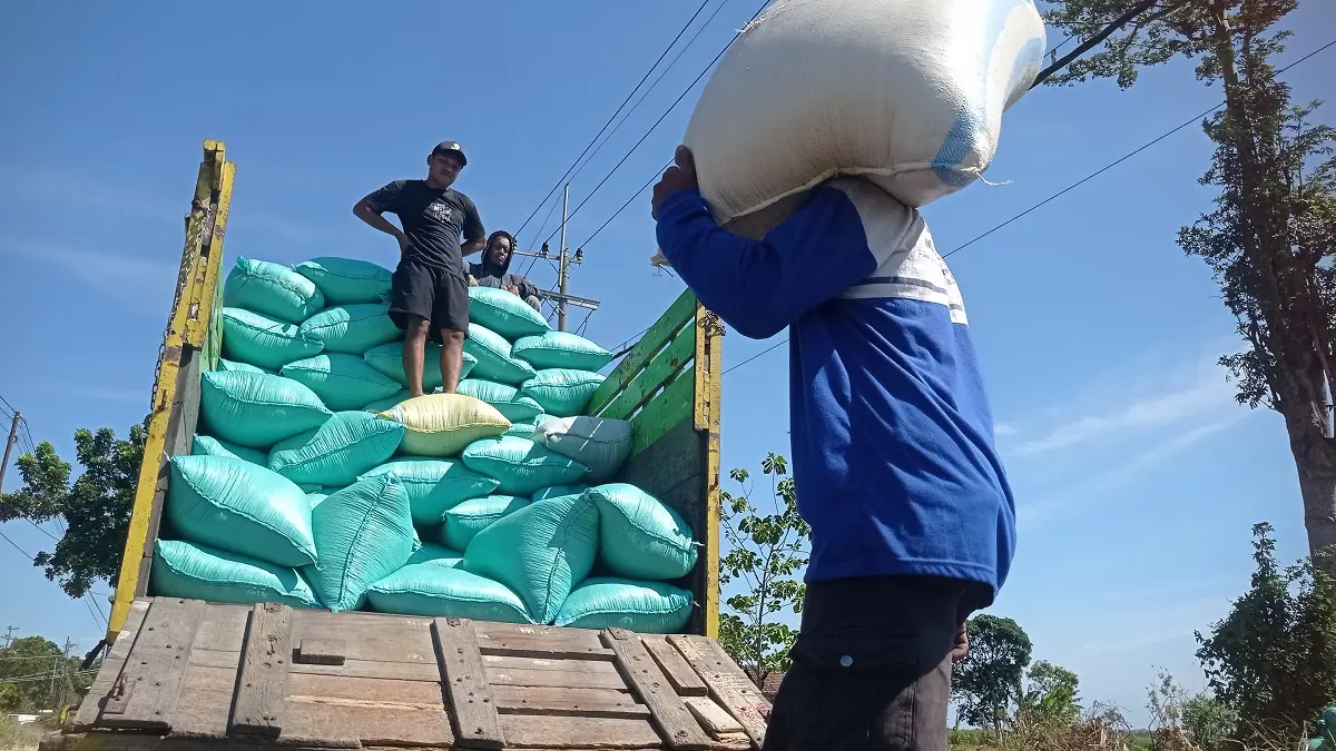 Harga Gabah di Jombang Tembus Rp 7.900 per Kilogram, Petani Semringah