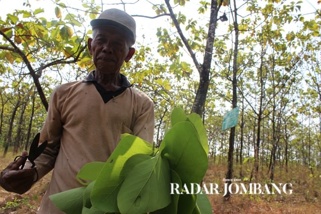 ternyata-daun-ini-bisa-untuk-pembungkus-tape