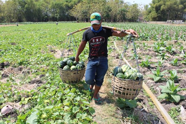 jombang-panen-garbis-harganya-malah-anjlok-hanya-rp-700-perkilo