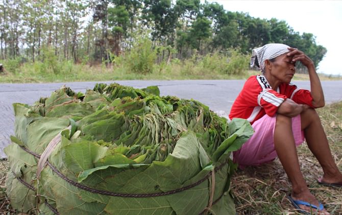 semangat-pencari-daun-jati-yang-masih-bertahan-di-saat-hutan-terbakar