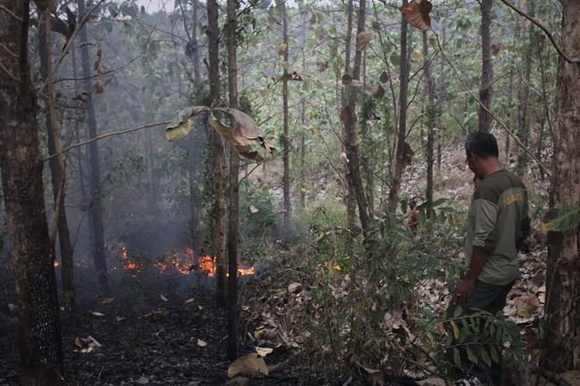 tertiup-angin-hutan-jati-di-rph-kedunglumpang-mojoagung-ini-terbakar