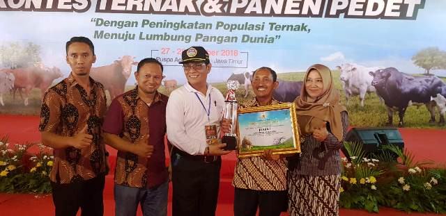 Kontes Ternak dan Panen Pedet, Peternakan Jombang Sabet Tiga Juara